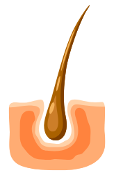 Folículo